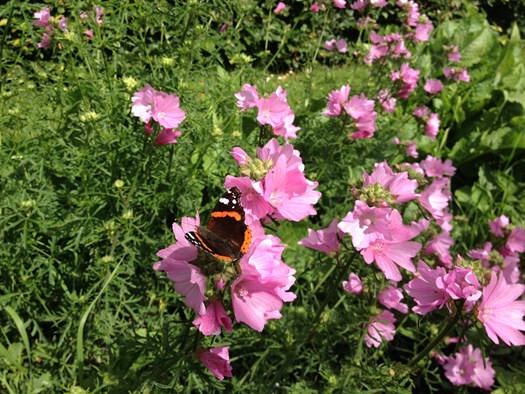 bijen en vlinders (1)