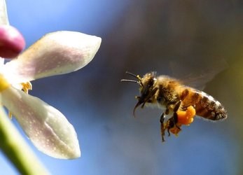bijen en vlinders (3)