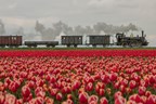 Bello door de tulpenvelden Foto Gerda Holla - naamsvermelding verplicht vrij van rechten v.3000p