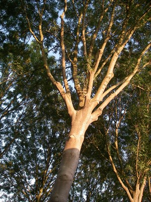 situatiefoto 3, 1 van de 14 mogelijk te kappen bomen, Ossenweide, Zwaag