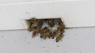 Bijenkast 9-4-19