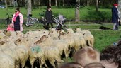schapen1