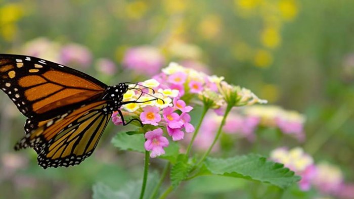 Vlinder op wilde bloemen