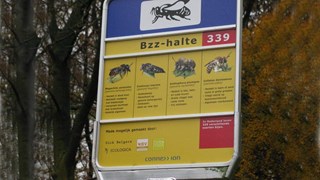 Bzz - halte